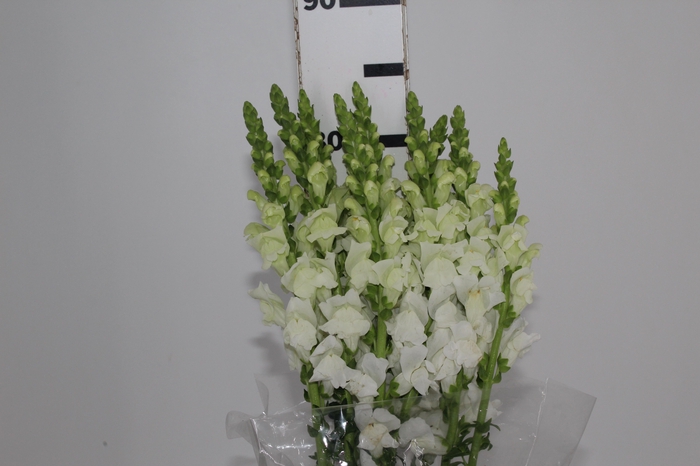 <h4>BOCA DE LEAO BRANCA 070 CM</h4>