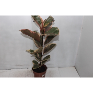 FICUS ELASTICA RUBY P17