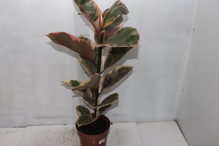 FICUS ELASTICA RUBY P17