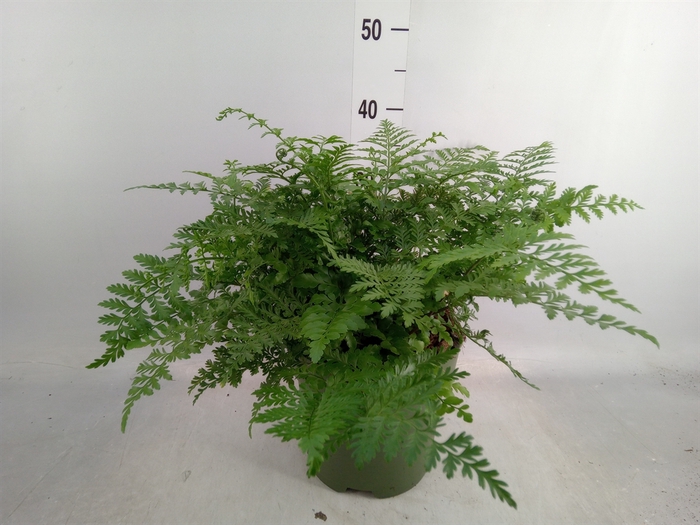 <h4>Asplenium parvati</h4>