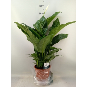 Spathiphyllum  'Sweet Lauretta'