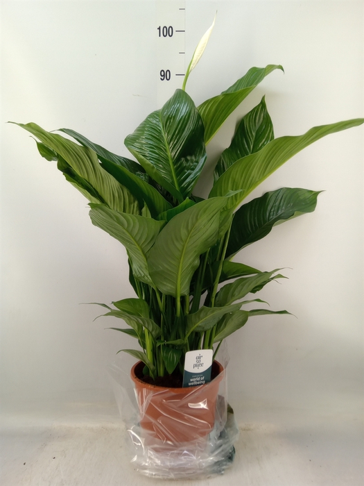 <h4>Spathiphyllum  'Sweet Lauretta'</h4>