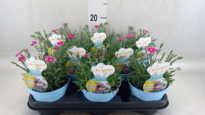 <h4>Dianthus  'Flutterburst'</h4>