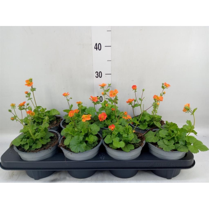 <h4>Geum rivale</h4>