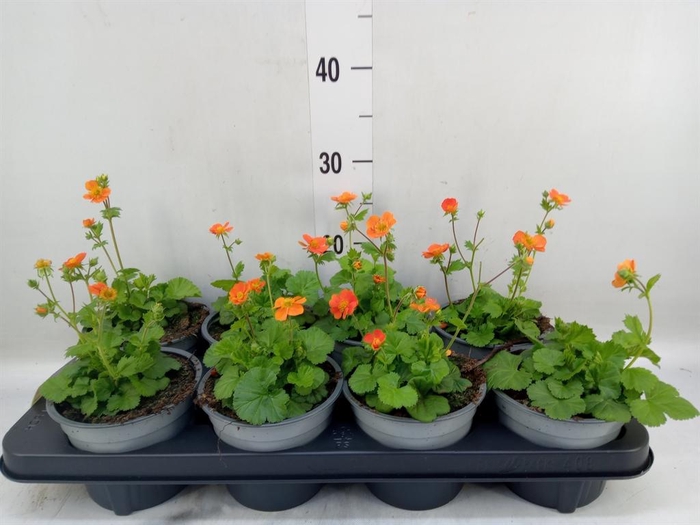 <h4>Geum rivale</h4>