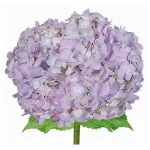 HYDR PREMIUM LAVANDER