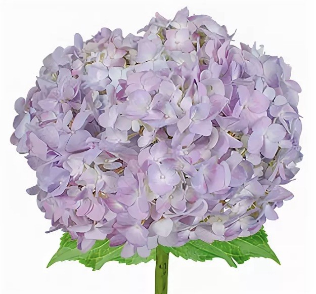 <h4>HYDR PREMIUM LAVANDER</h4>