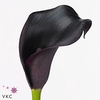 Zantedeschia cantor
