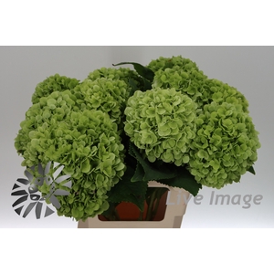 Hydrangea cannonball classic
