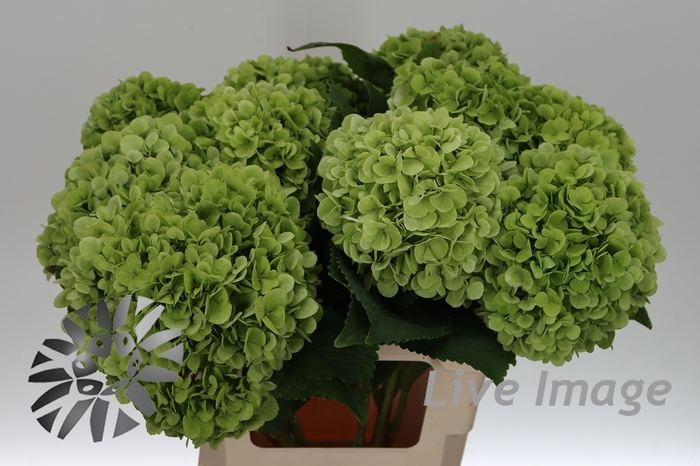 <h4>Hydrangea cannonball classic</h4>