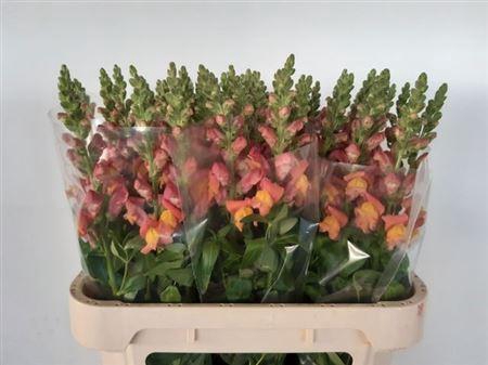 <h4>Antir Ani Orange</h4>