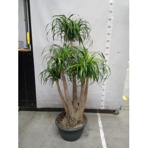 Beaucarnea recurvata