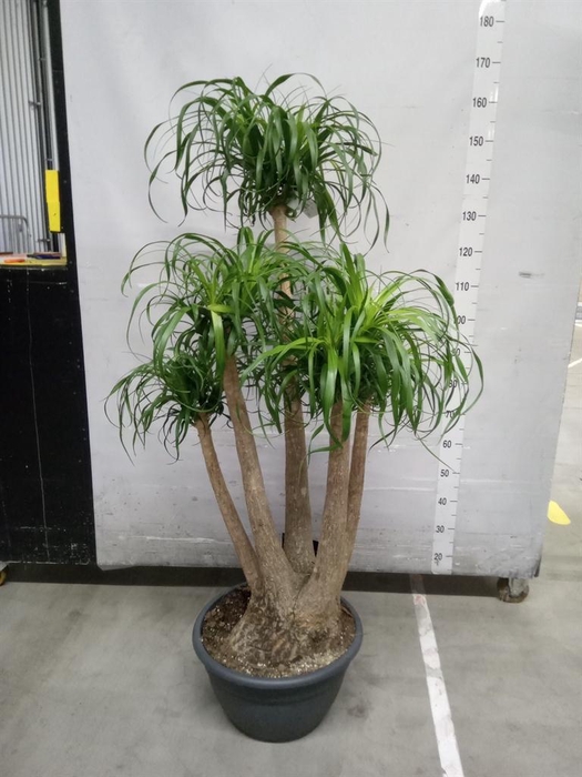 <h4>Beaucarnea recurvata</h4>