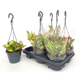 Hoya Carnosa Tricolor 14Ø 20cm