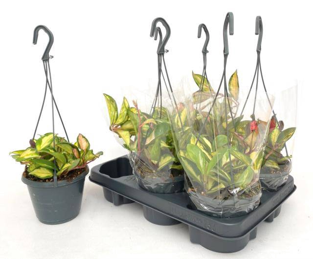 Hoya Carnosa Tricolor 14Ø 20cm