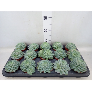 Echeveria elegans