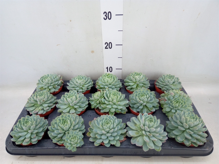 <h4>Echeveria elegans</h4>