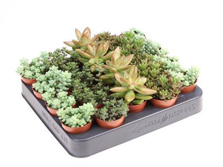 Sedum Overig