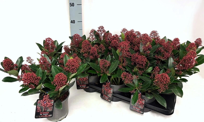 <h4>SKIM J RUBELLA</h4>