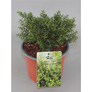 Hebe odora 'New Zealand Gold' C2