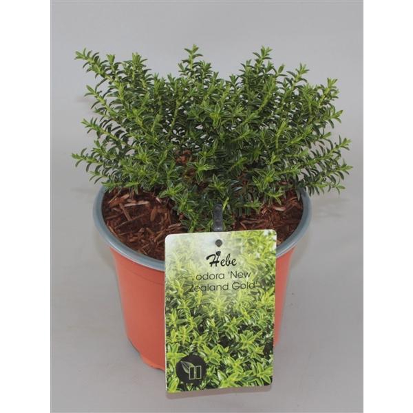 <h4>Hebe odora 'New Zealand Gold' C2</h4>
