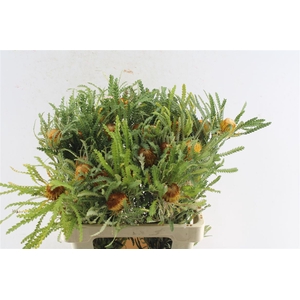 Banksia Dryandra