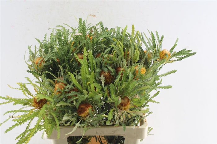 <h4>Banksia Dryandra</h4>