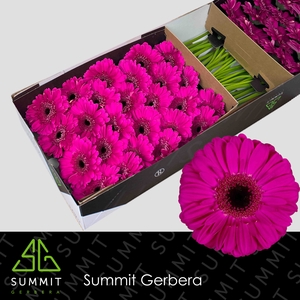 Gerbera Zico Doos