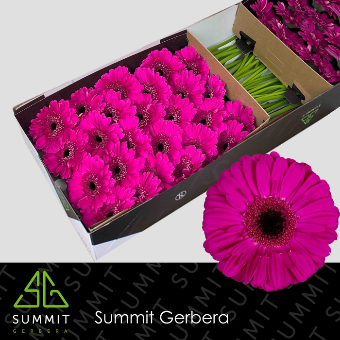 Gerbera Zico Doos