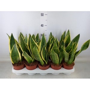 Sansevieria trifa. 'Futura Superba'