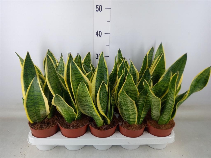 <h4>Sansevieria trifa. 'Futura Superba'</h4>