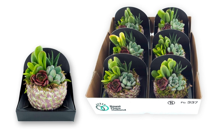 <h4>Arr. Succulents L%</h4>