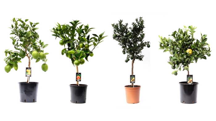 <h4>Citrus mix variaties P22</h4>