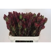 Leucadendron Senorita Spray