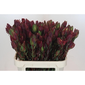 Leucadendron Senorita Spray