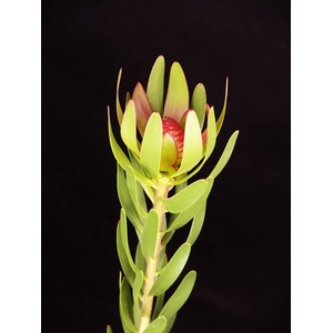 Leucadendron Ulka
