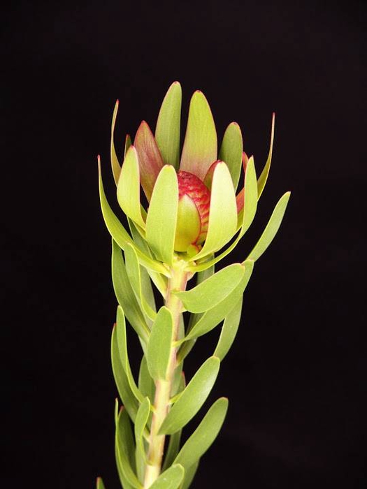 Leucadendron Ulka