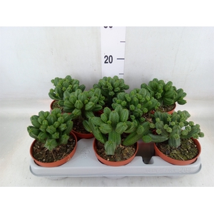 Euphorbia   ...