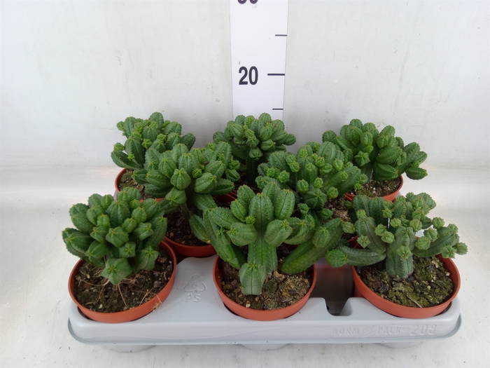 <h4>Euphorbia   ...</h4>