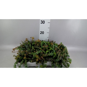 Crassula marnieriana