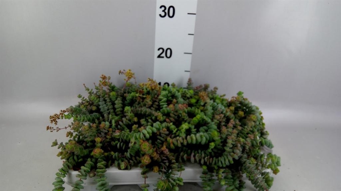 <h4>Crassula marnieriana</h4>