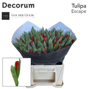 TU ESCAPE VDG 566 50 VDG klok 1