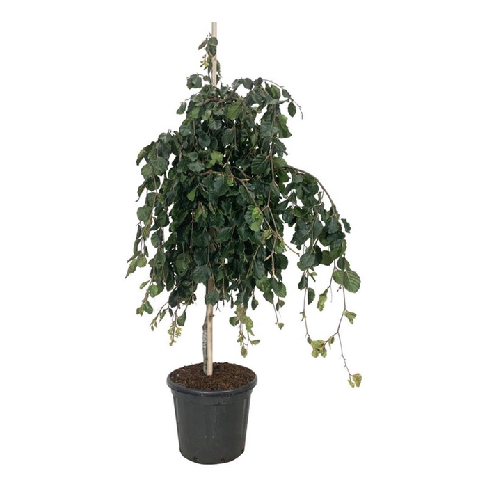 <h4>Fagus syl. 'Pendula'</h4>