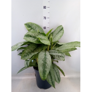 Aglaonema   ...