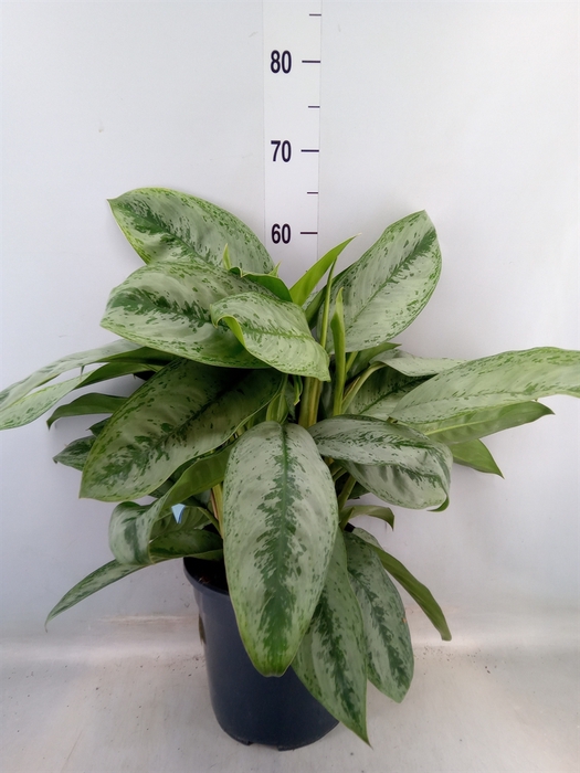 <h4>Aglaonema   ...</h4>