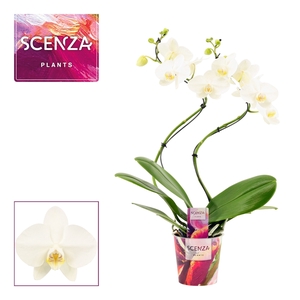 Phalaenopsis hurricane wit (Scenza)