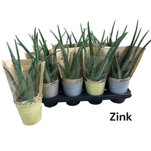 ALOE VERA