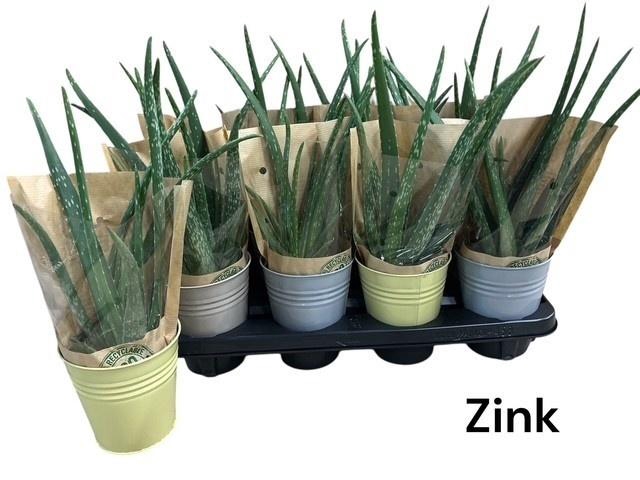 <h4>ALOE VERA</h4>