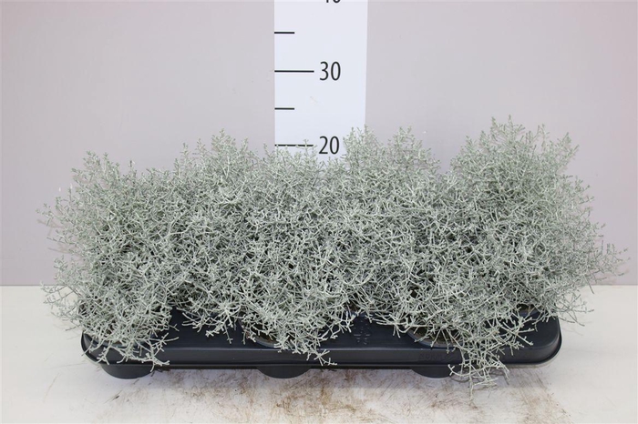 <h4>Calocephalus</h4>