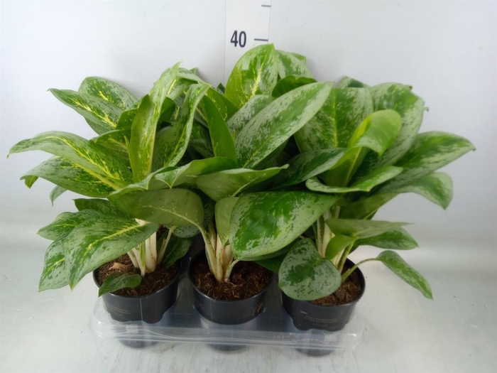 <h4>Aglaonema 'Lemon Mint'</h4>